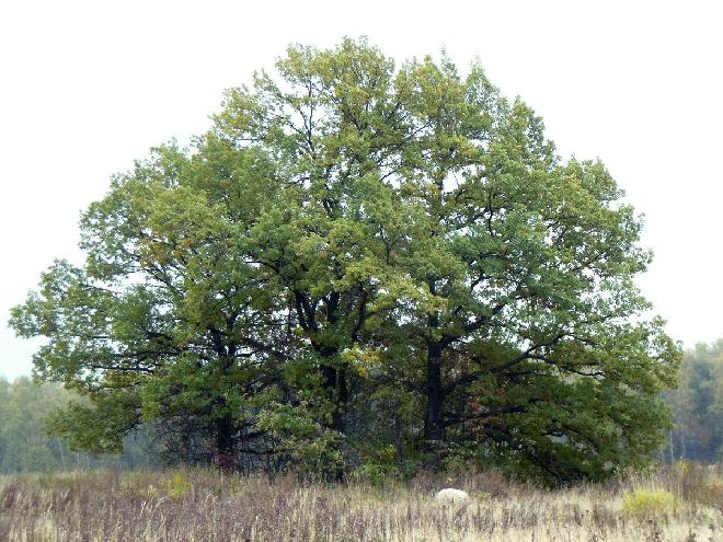 Дуб карагач. Дуб черешчатый (Quercus Robur). Дуб черешчатый липа. Дуб черешчатый пирамидальный. Дуб черешчатый аллея.