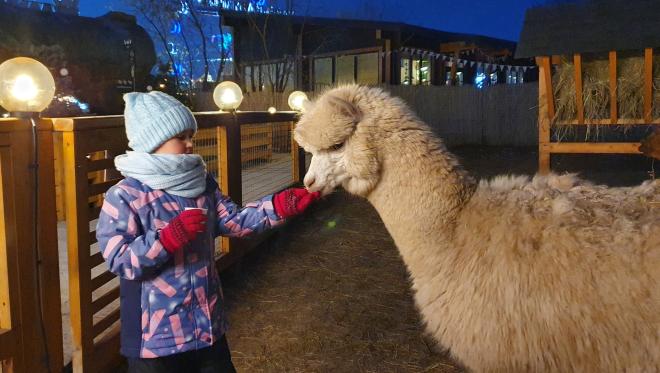 Альпака александровский парк 4 корп 3 фото An amusement park "Fairy tale" gives to children tickets in "The alpaca park" So
