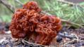 Роспотребнадзор: Строчки и сморчки из группы условно съедобных грибов