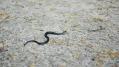 Зоолог Рыбалтовский рассказал, как защитить себя от укуса змей