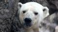Белый медведь Диксон в Московском зоопарке поправился на 22 кг