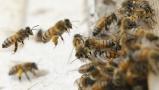 Пчелы подготовились к зимовке на природных территориях Москвы 