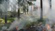 За последние сутки в Подмосковье зафиксировали 4 лесных пожара