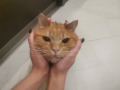    "   "